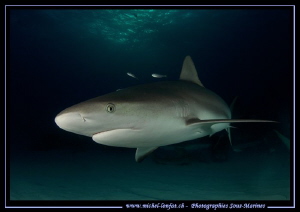 Reef Shark.... near Tiger Beach. by Michel Lonfat 
